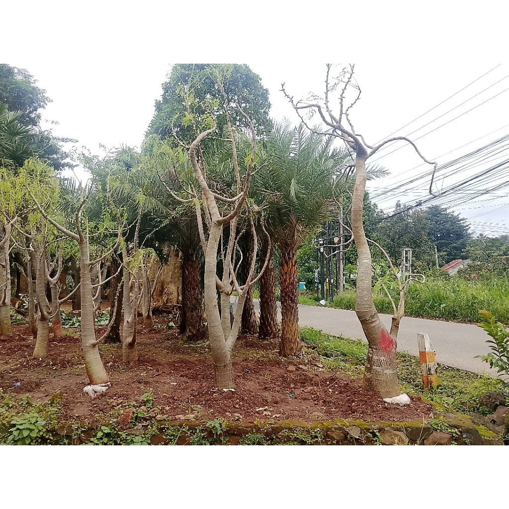 pohon moringa atau kelor afrika