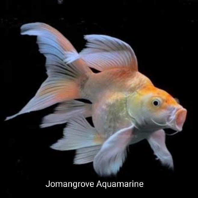 Koi Hudielong Golden size 5cm -6cm Koi butterfly short body Golden