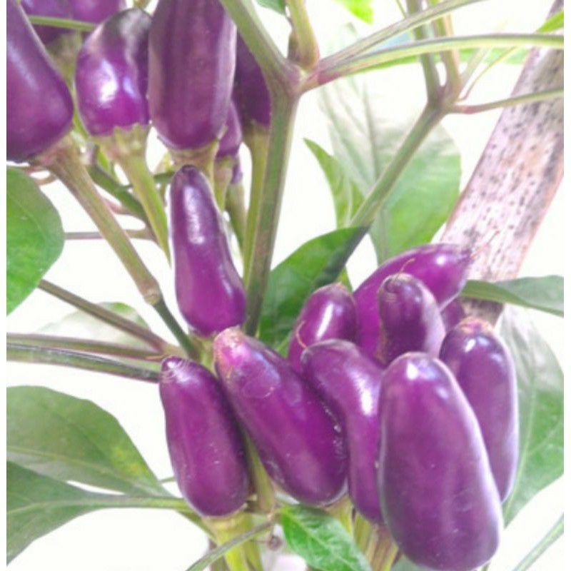2 biji benih CABE HIAS UNGU PURPLE CANDLE LIGHT bisa dikonsumsi