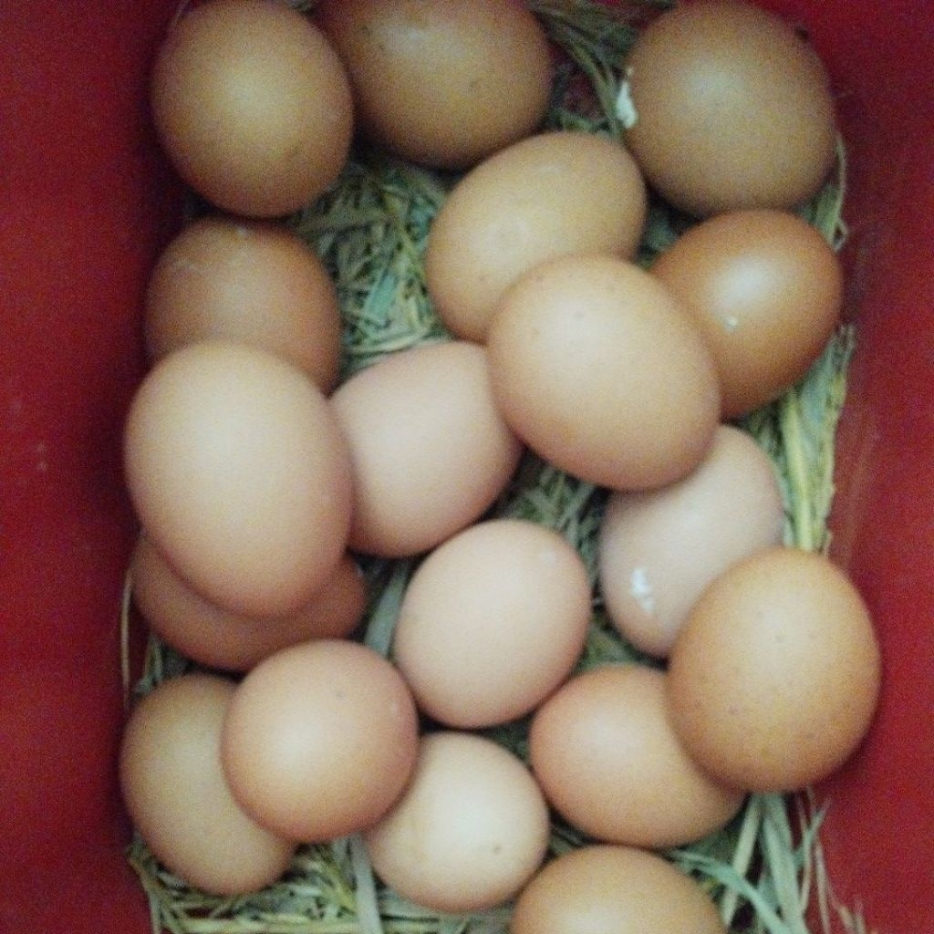 telur ayam Negeri 1 kg
