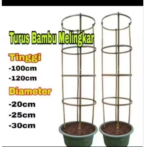 Ajir melingkar tanaman rambat