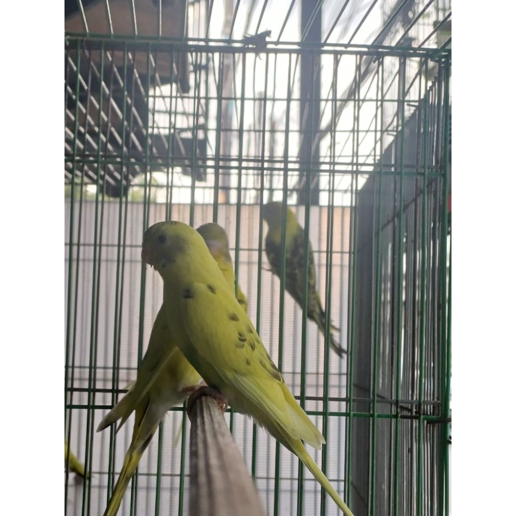 burung parkit lokal sehat