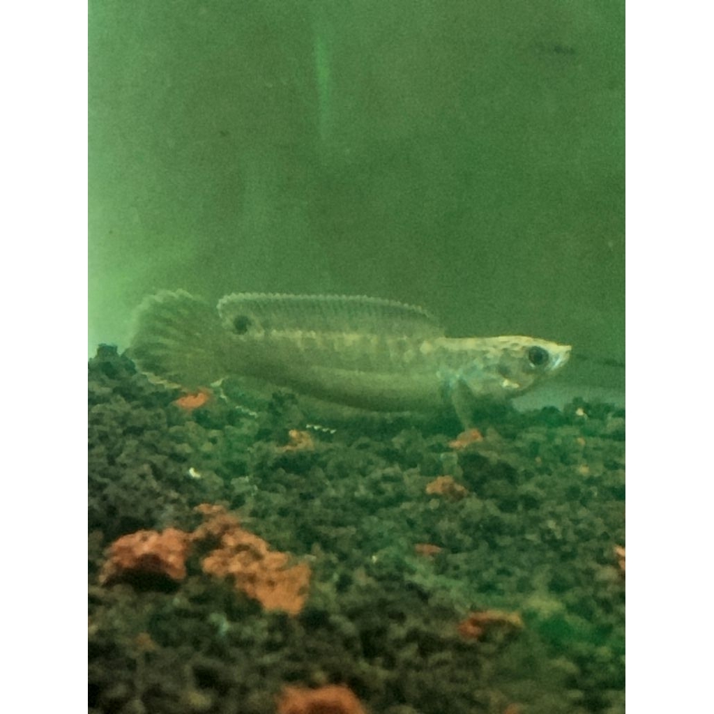 extra Ketapang Channa blue bengal