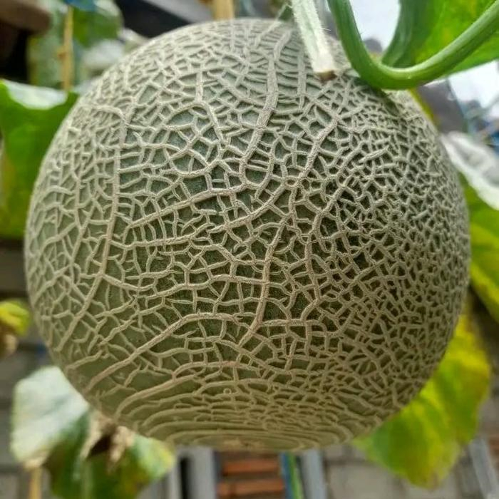Bibit Melon Merlin F1 ORIGINAL Kemasan Real Pick