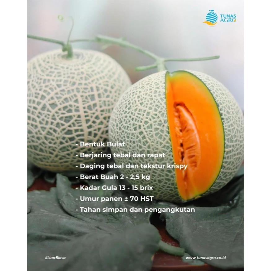 Bibit Melon New Ceria TUNAS AGRO F1 ORIGINAL
