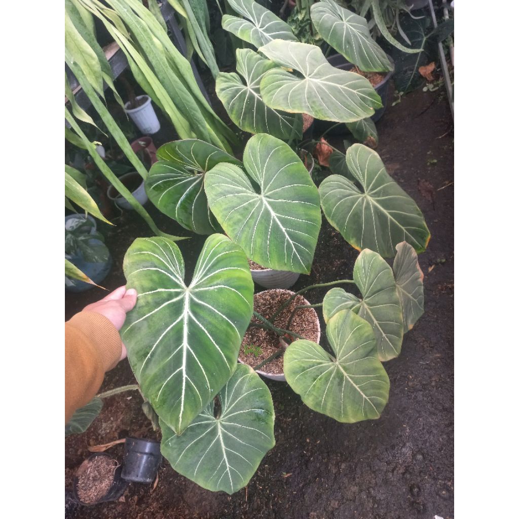 Tanaman Hias Philodendron Gloriosum DarkForm Dewasa / Gloriosum Df