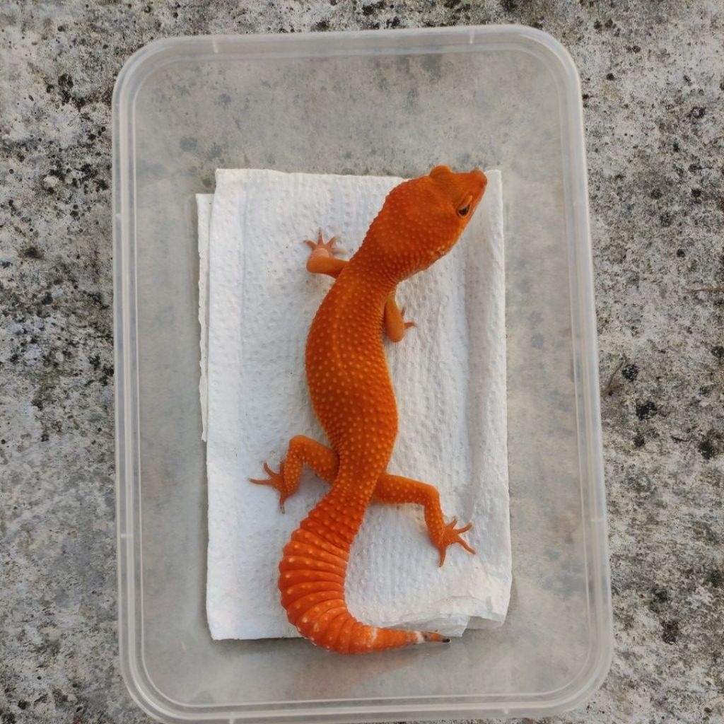 MAINAN ANAK GECKO DEWASA_SHTCTB FEMALE