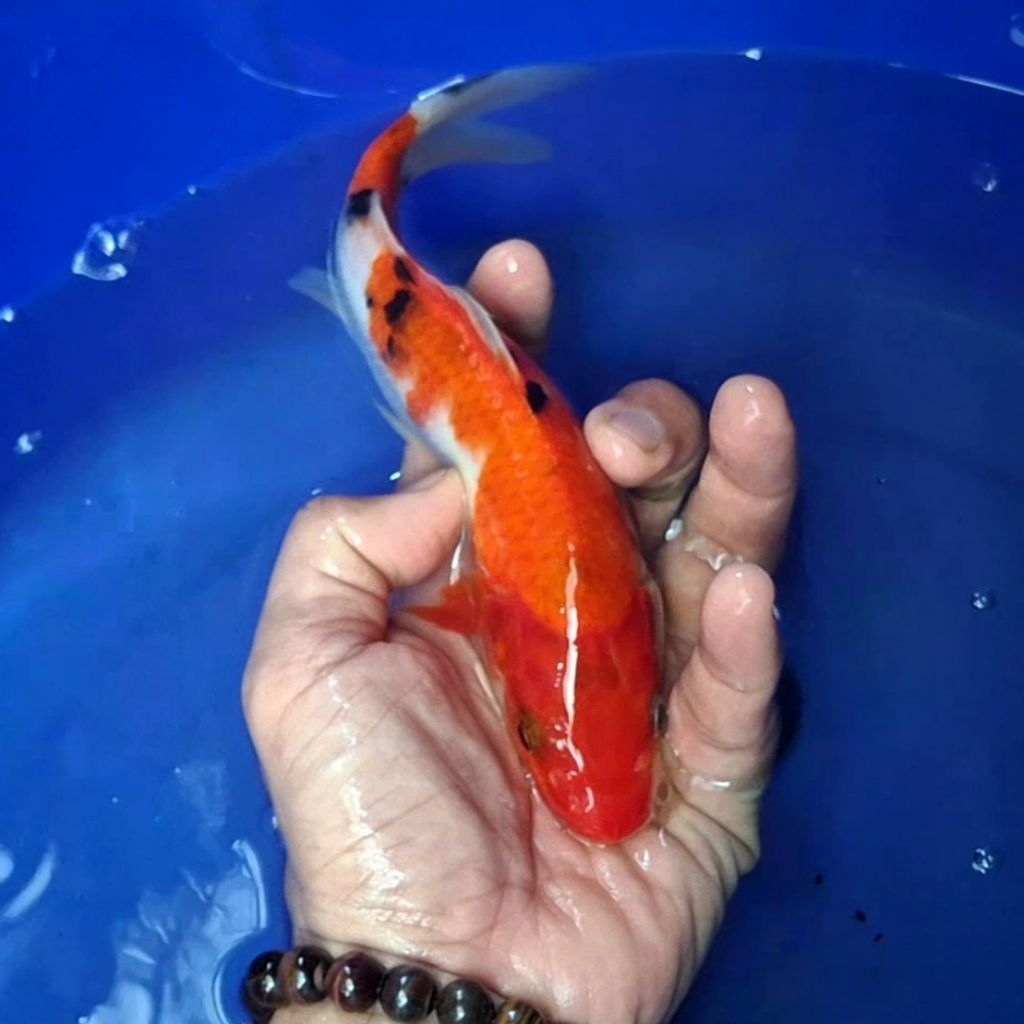 Ikan Koi Blitar Jenis Sanke Rumah Koi Jakarta kode 0017