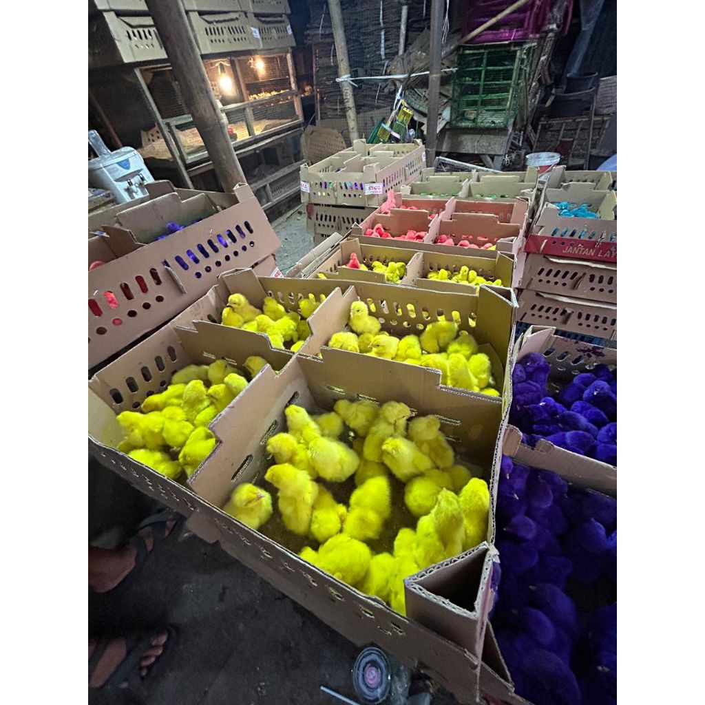 Doc jantan warna warni