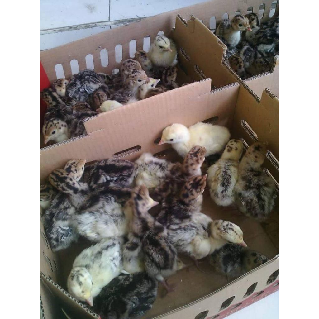 Anak Ayam kalkun 7-10 hari