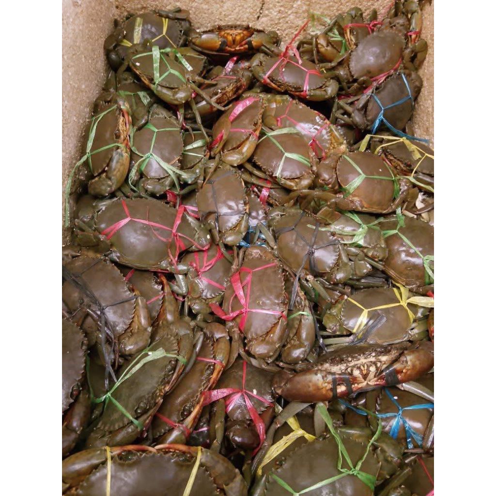 kepiting bakau 1 kg