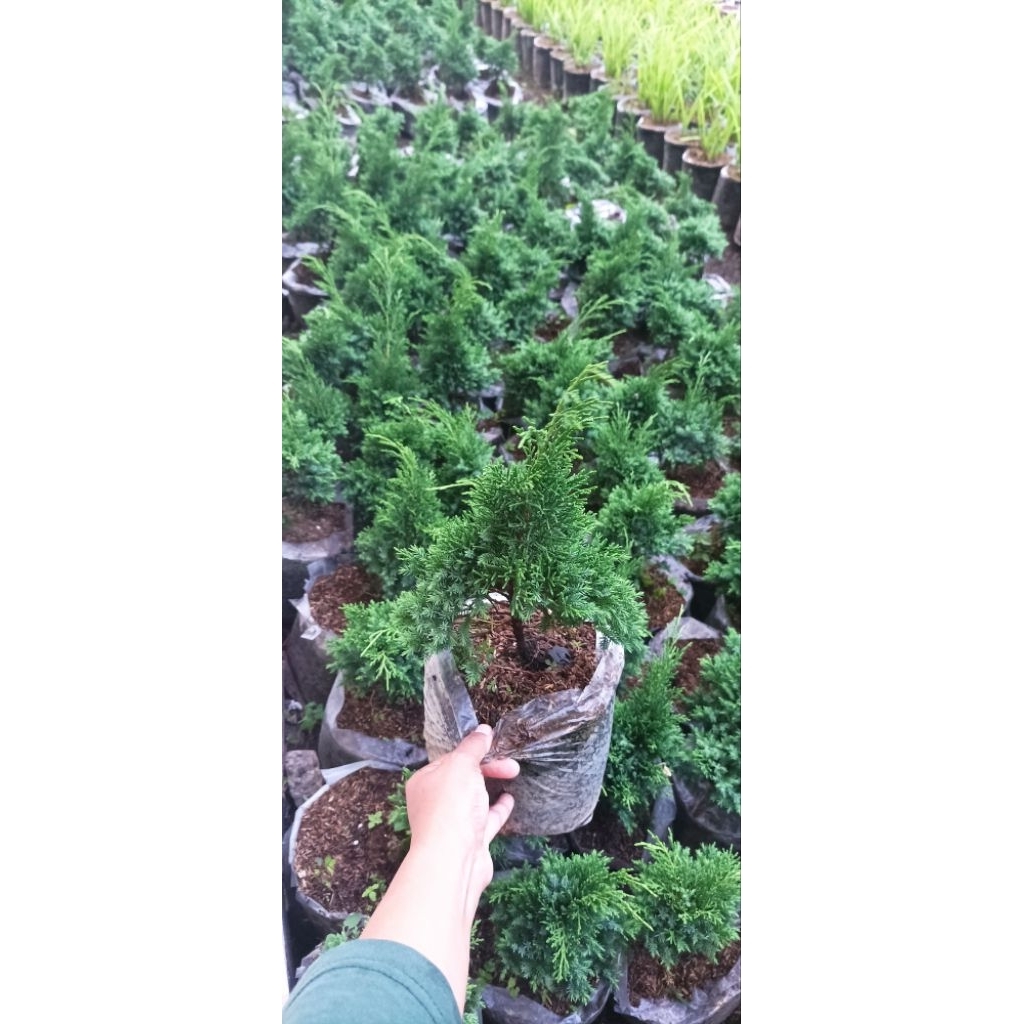 bibit tanaman pohon cemara pua-pua