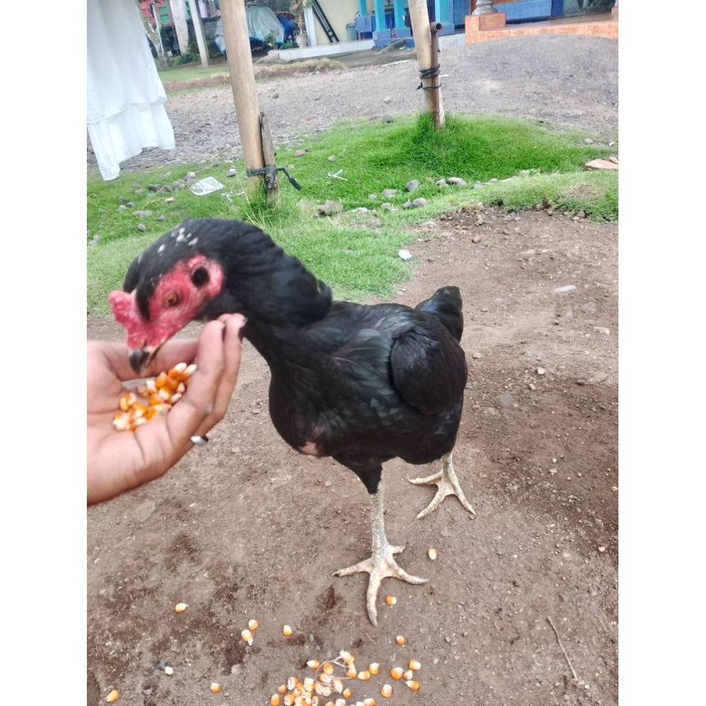 Babon ayam bangkok