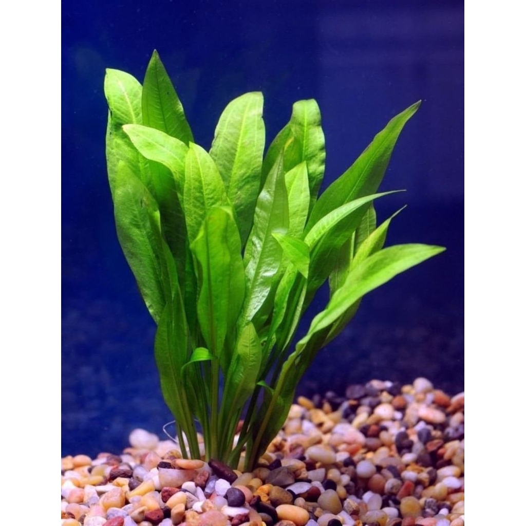 echinodorus amazon sword