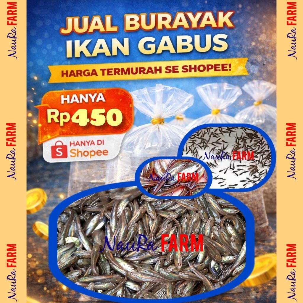 100% Kualitas Bibit Unggul Anakan Gabus Burayak Ikan