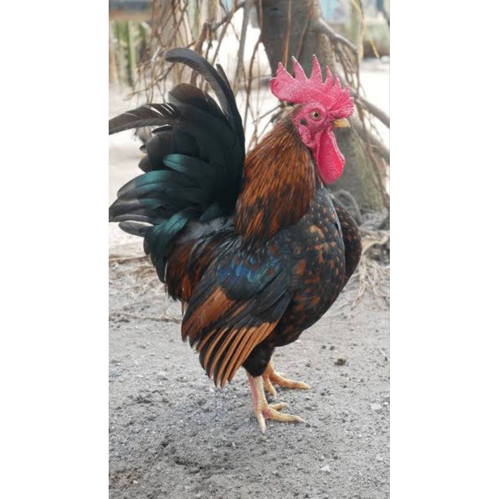 ayam kate/serama jantan sehat hidup