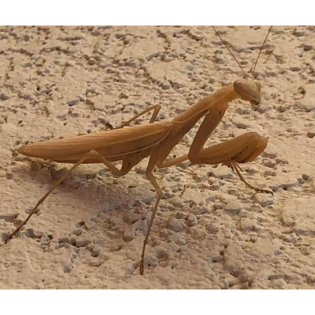 brown praying mantis_belalang sembah coklat