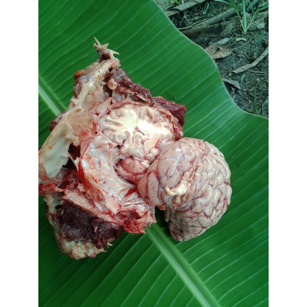 otak sapi segar