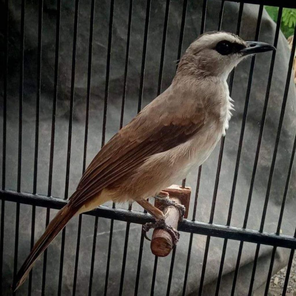 burung trucuk Jawa timur ori