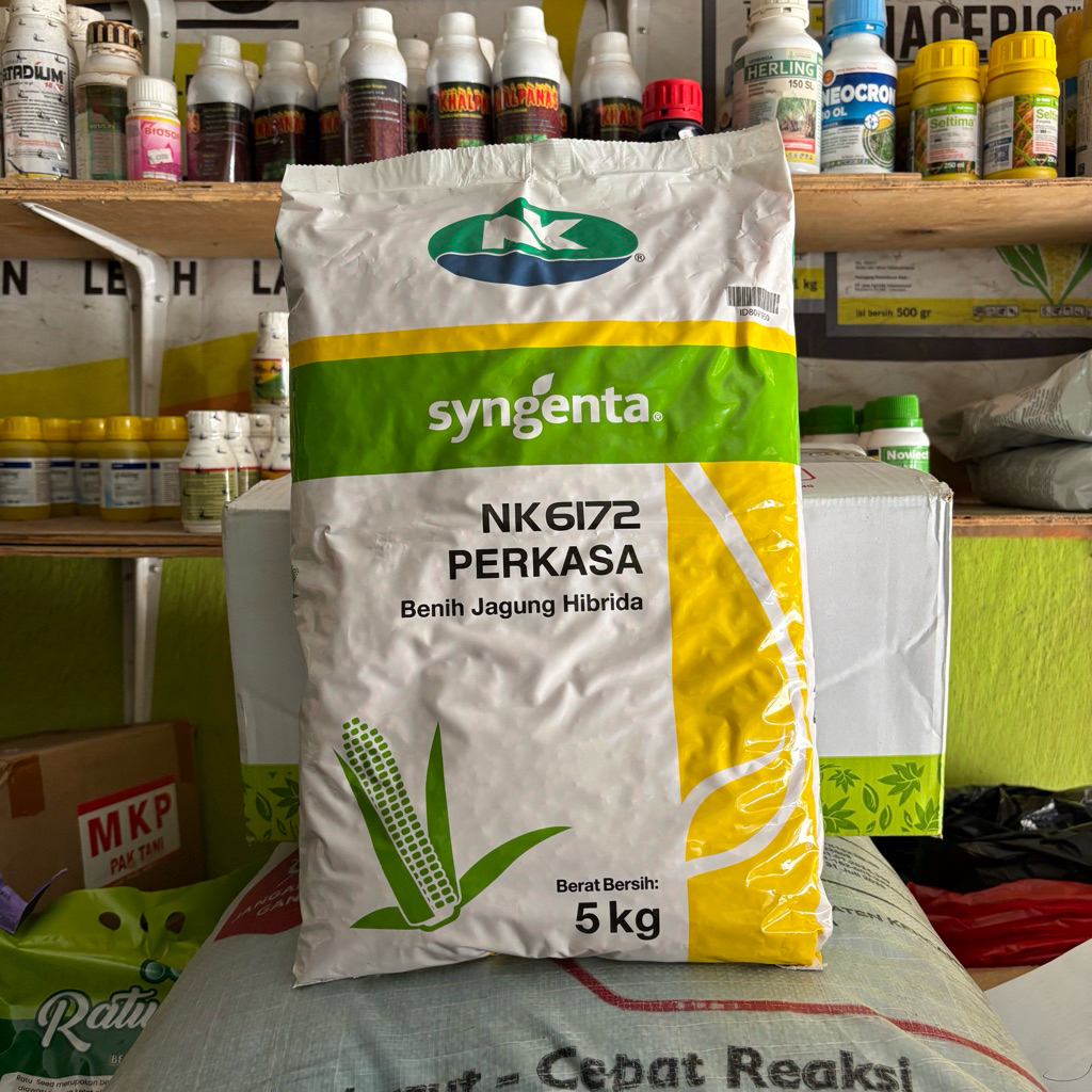 Benih Jagung NK 6172 Perkasa 5 Kg Syngenta Bibit Jagung Hibrida Unggul Tahan Penyakit Hasil Tinggi