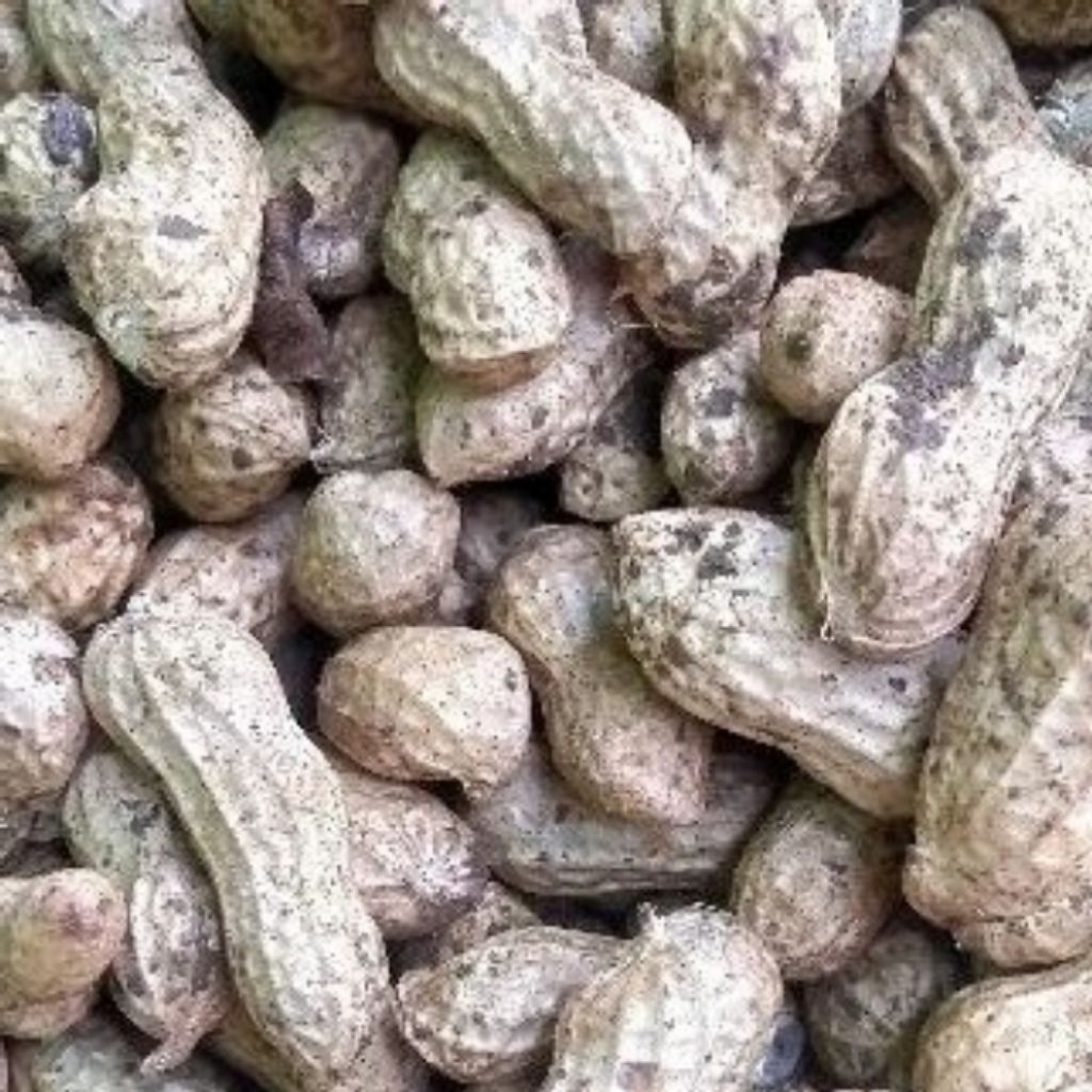 kacang tanah kulit mentah 1kg