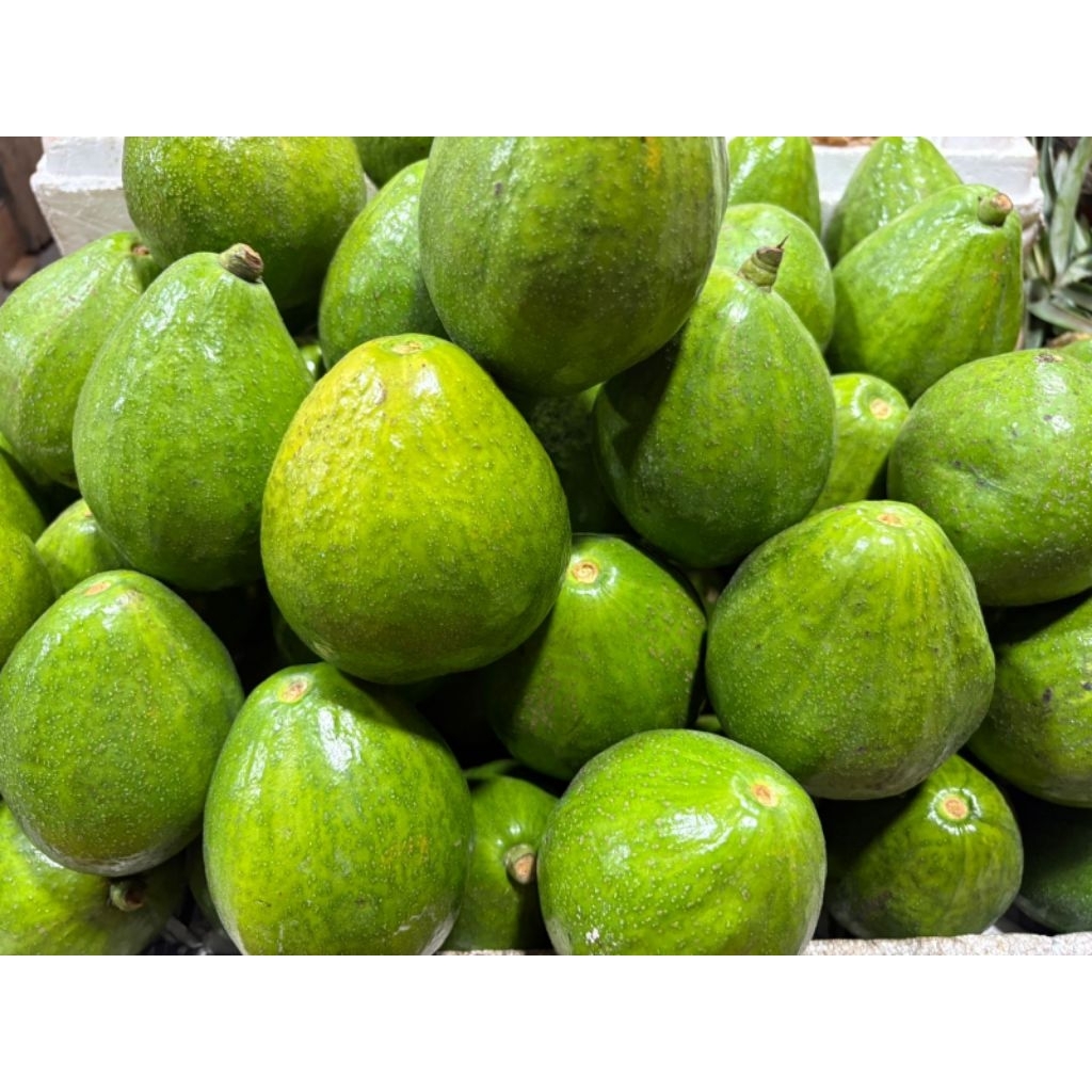 Alpukat Unggul super (Mentega madu)