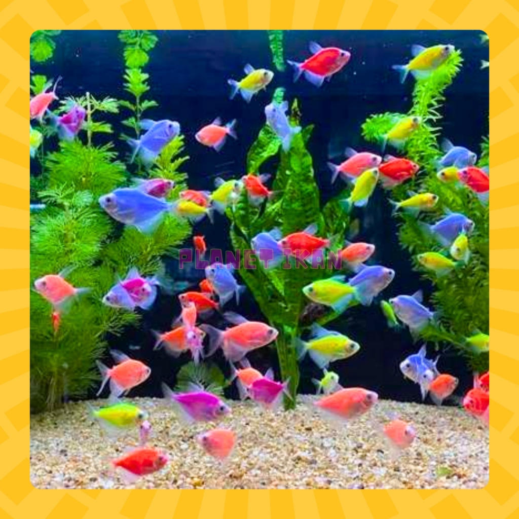 [OBRAL BELI 10 DAPAT 11] Glofish / Glowfish Tetra Warna Warni Menyala