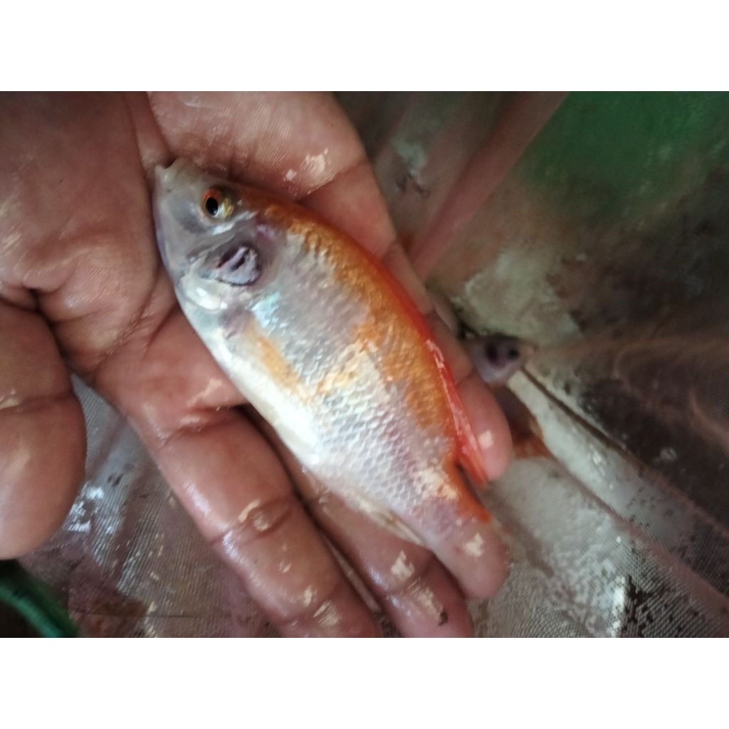 Bibit Ikan Nila Merah Bangkok Super Unggul isi 30 ekor