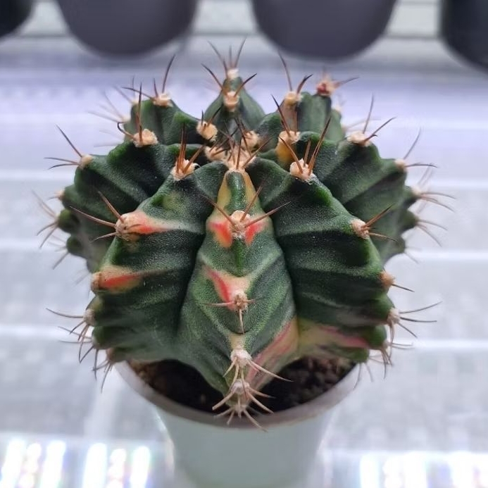 Kaktus Gymno variegata (Gymnocalycium mihanovichii)