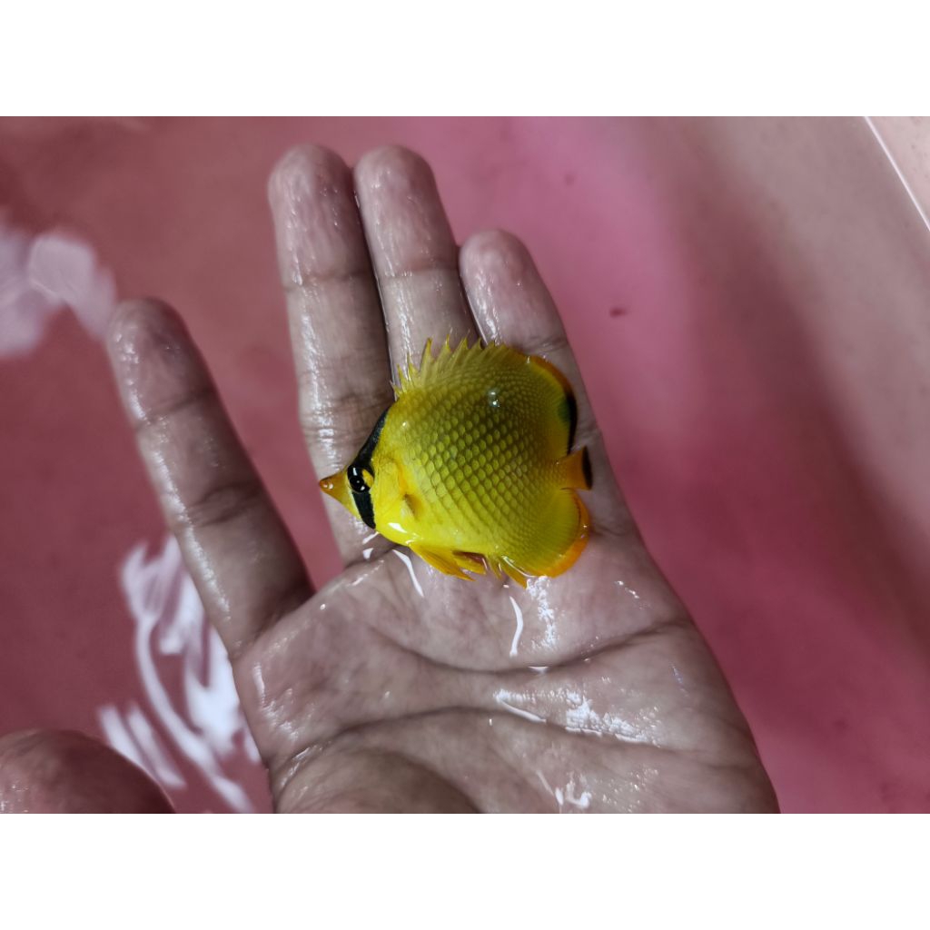 Ikan Hias Air Laut Jenis Kepe Nanas