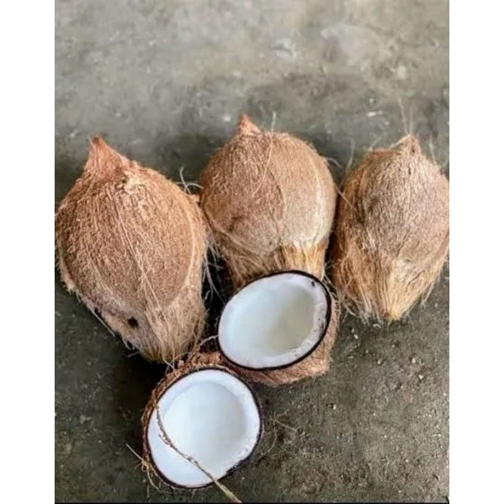 KELAPA TUA SUDAH KUPAS