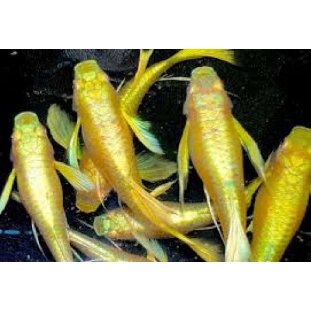 Ikan Guppy Fullgold Ribbon long ear/BERGARANSI