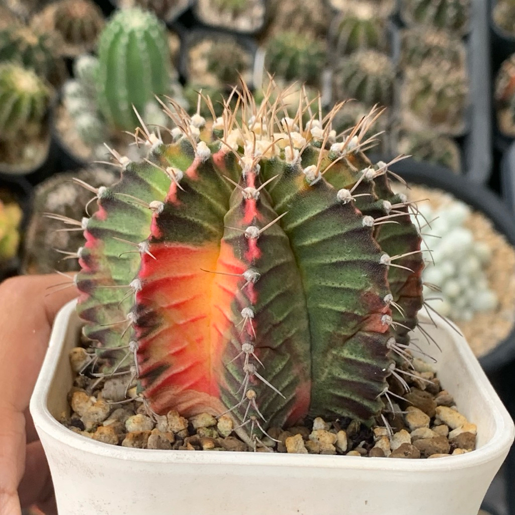 Gymnocalycium mihanovichii Starfire star fire milo gymno id var hybrid varigata kaktus gymno miha va