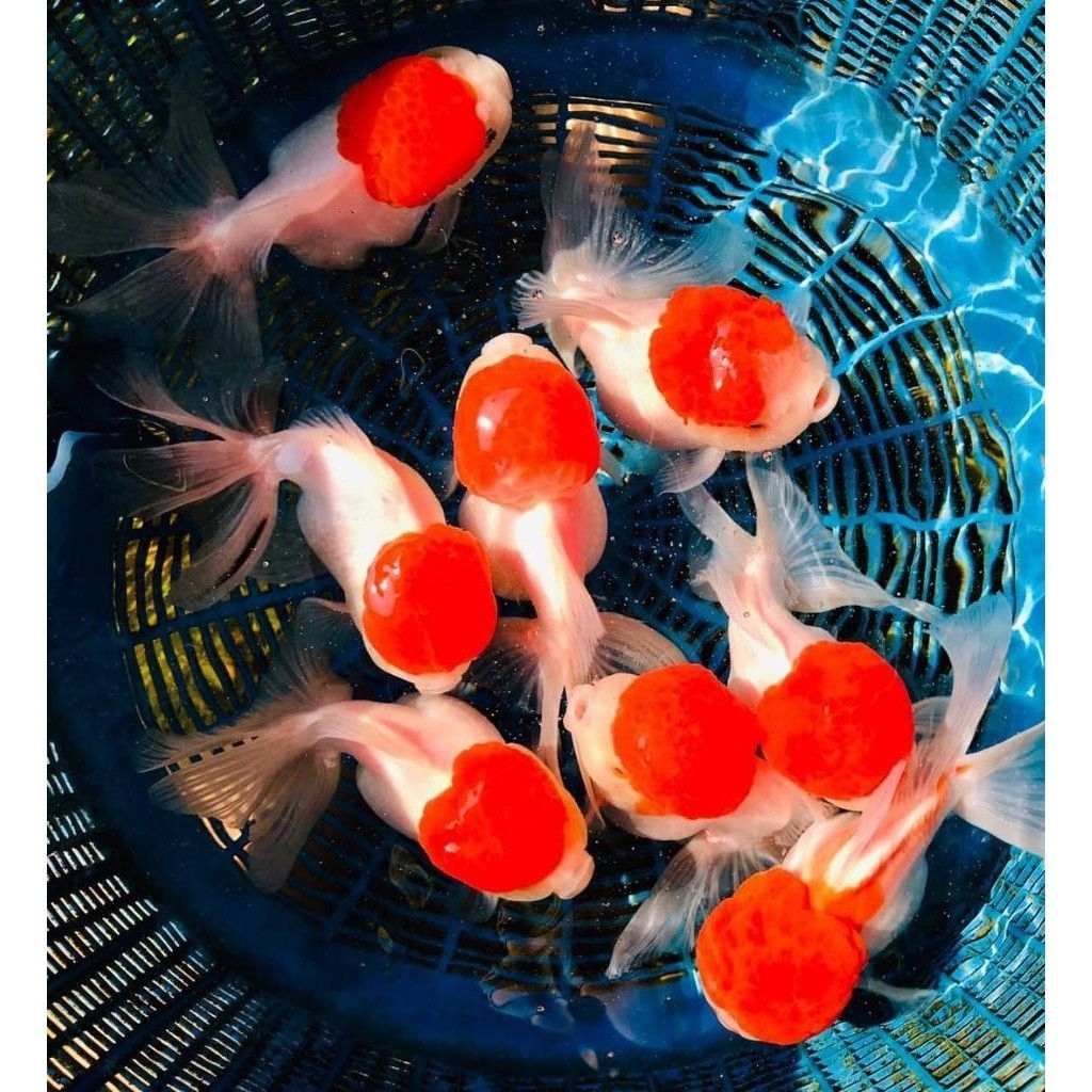 IKAN HIAS KOKI GOLDFISH ORANDA RED CAP SIZE M-L