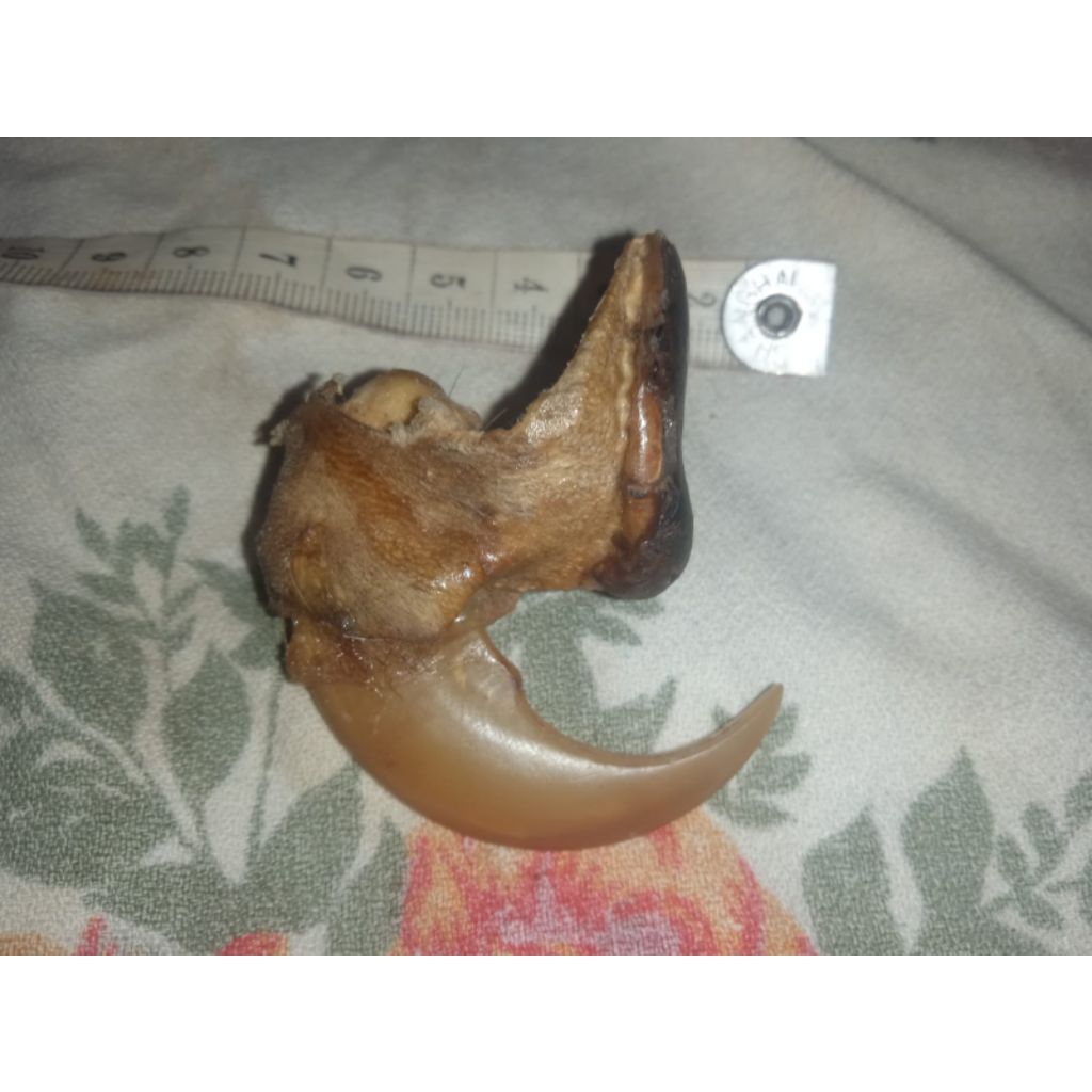 batu cincin H. M. Tigerr. ngureakk. tuaaa