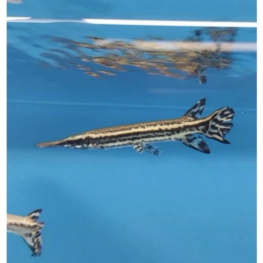 Hiasan Florida Gar 10-12cm