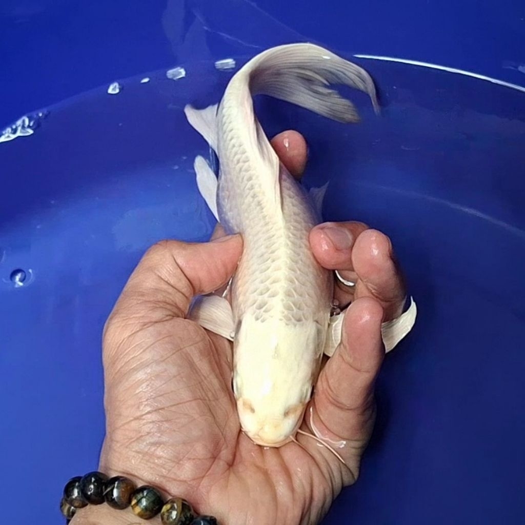 Ikan Koi Blitar Jenis Kumpay Slayer / Rumah Koi Jakarta / kode 005