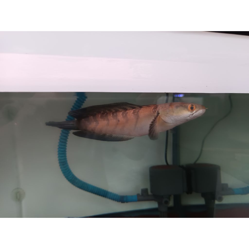 Chana Red Barito 18cm.