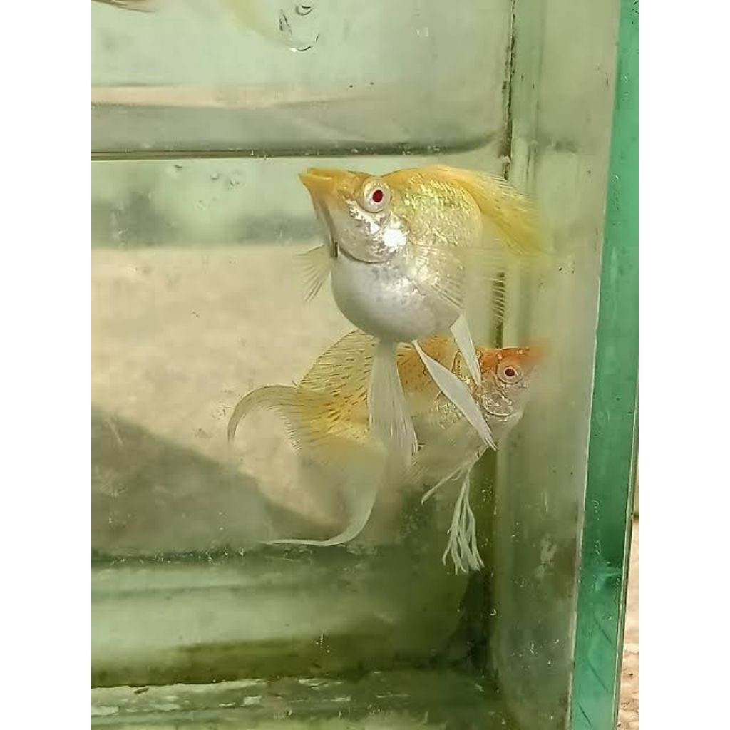 (Hiasan Aquarium)Molly Gold Albino