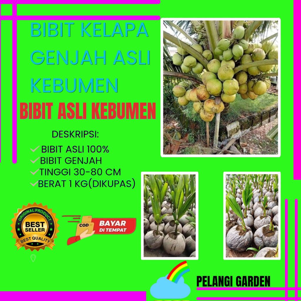 DICARI-CARI  Bibit Kelapa Genjah Hijau, Bibit Kelapa Genjah Kebumen, Bibit Kelapa Genjah Pendek
