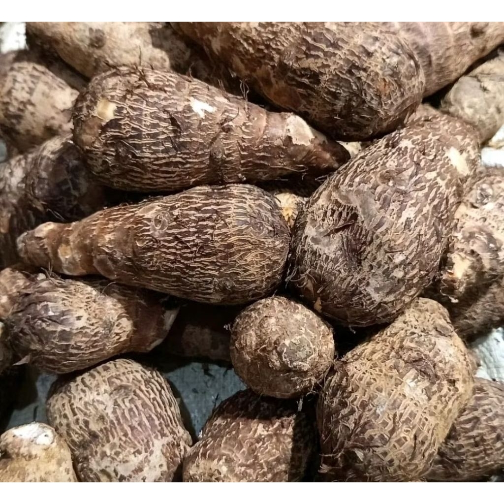 Umbi Talas Kimpul | Umbi Talas Gajah 1Kg