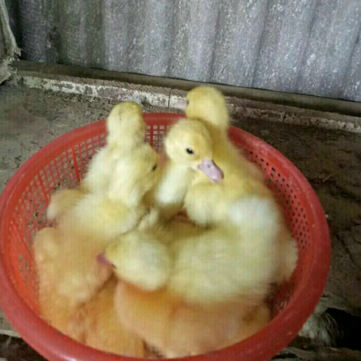 Anak mentok jumbo leher panjang
