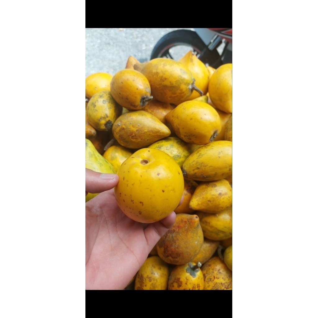 buah alkesah sawo mentega