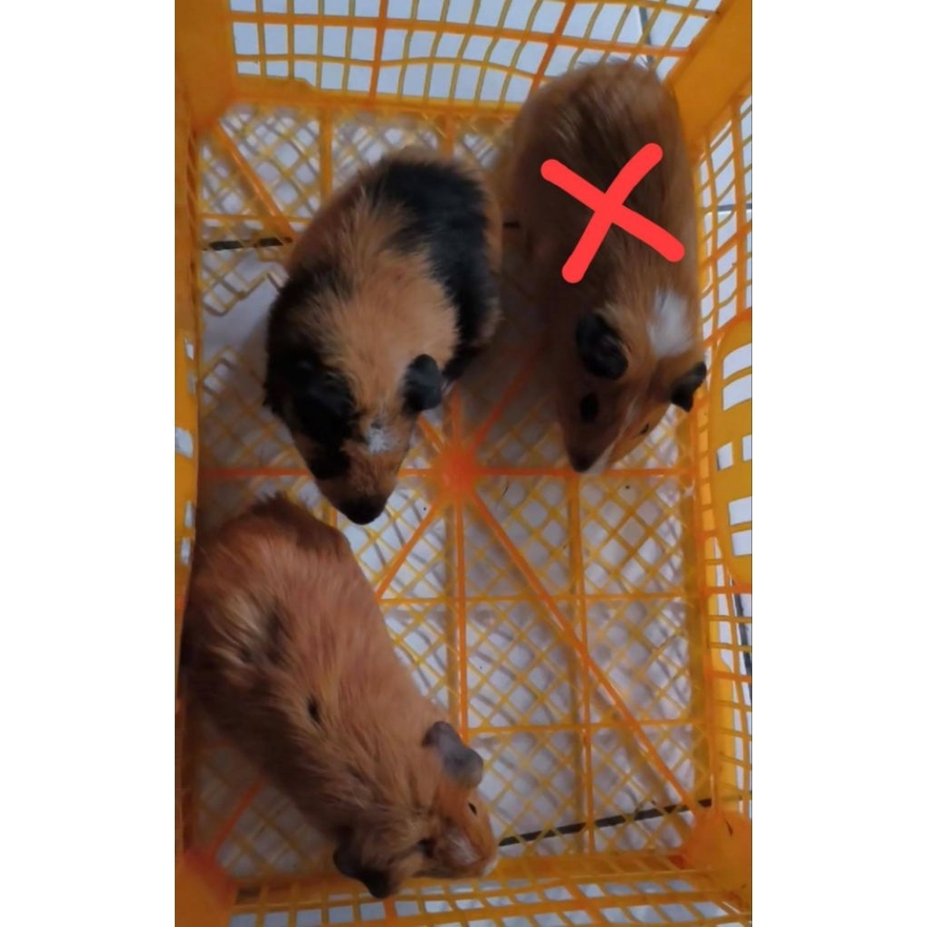 Marmut Hias Guinea pig American
