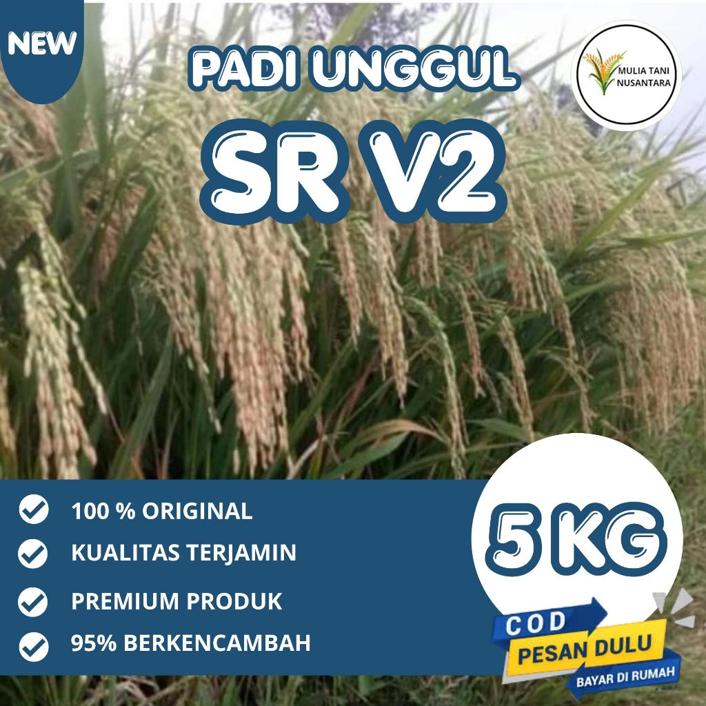 BENIH PADI GENJAH SR V2