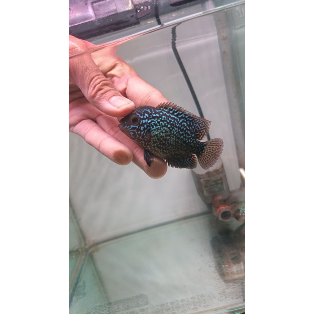 Louhan Kamfa F2 Thailand