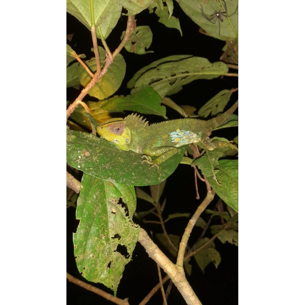 PAJANGAN BUAT DISPLAY FOREST DRAGON