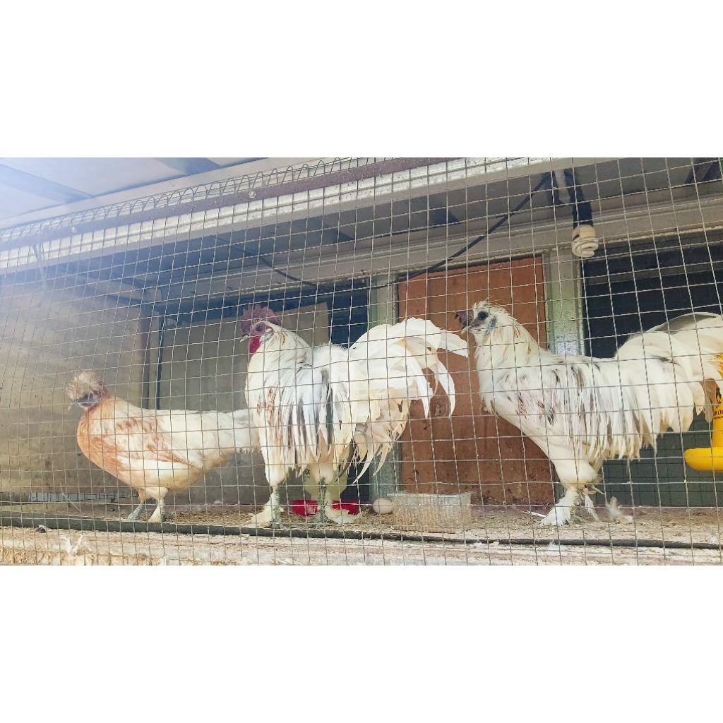 sepasang ayam Silangan Cochin dan onagagori sudah bertelur