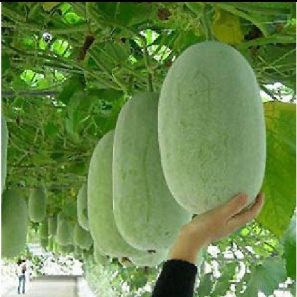 benih/biji buah kundur dapat 70 butir