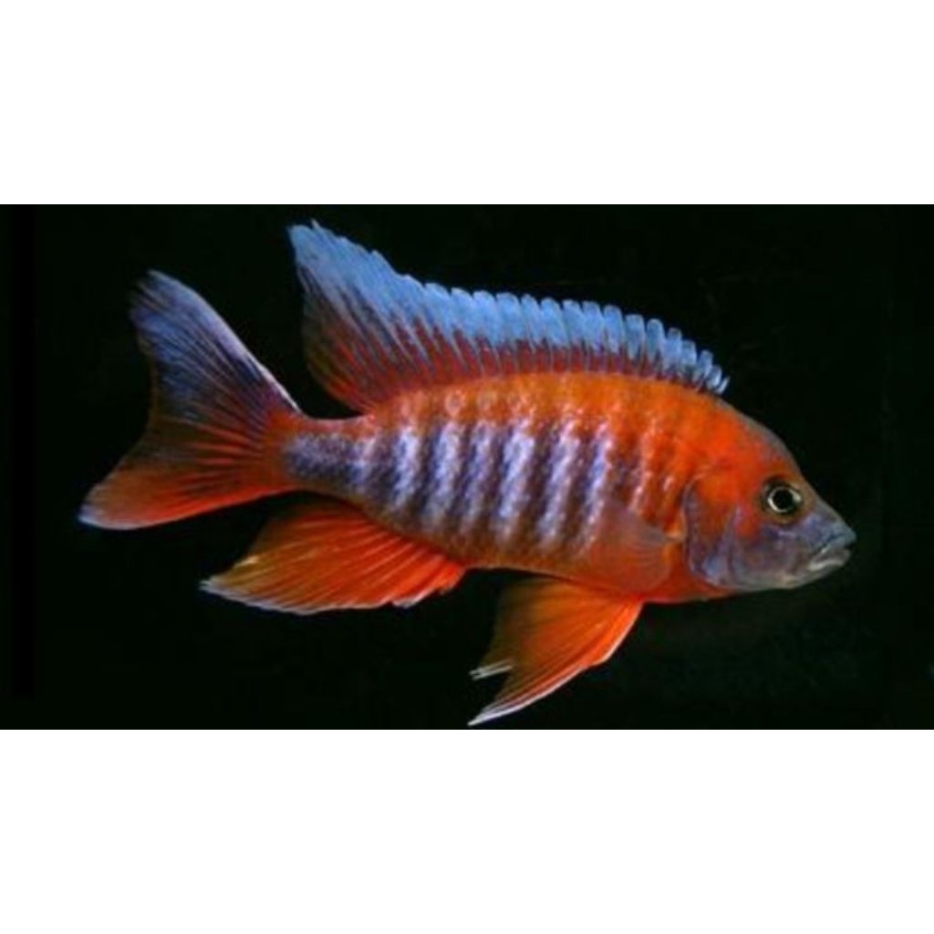 Jacobfreibergi Eureka | Eureka Cichlid | Cichlid Afrika